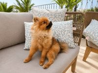 Small dog relaxing on a Mediterranean rooftop terrace in Palma Old Town with outdoor lounge furniture, patterned cushions and relaxed lifestyle atmosphere on Mallorca.